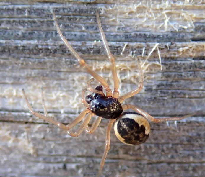 Pachygnatha degeeri